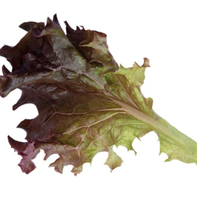 РОСАЛО F1 салат лолло росса Энза Заден