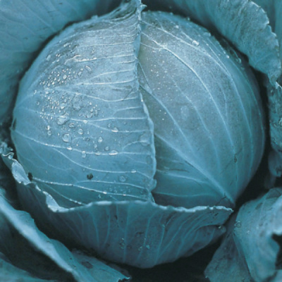 ПРЕТИНО F1 капуста краснокочанная Энза Заден