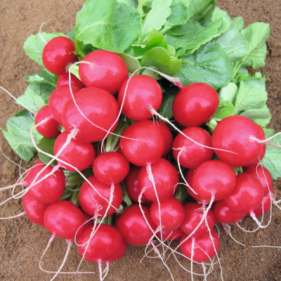 РЕБЕЛ F1 редис Бейо