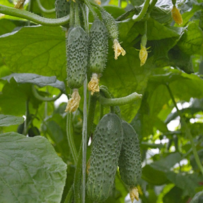 ПАРАМОН F1 огурец Гриномика