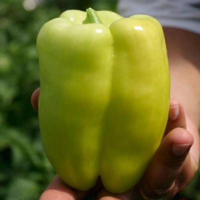 САМСОН F1 перец Гавриш