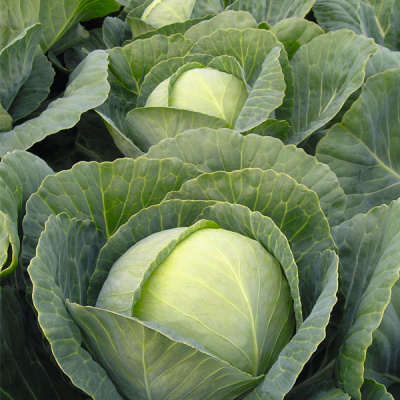 ТОМАС F1 капуста белокочанная Бейо