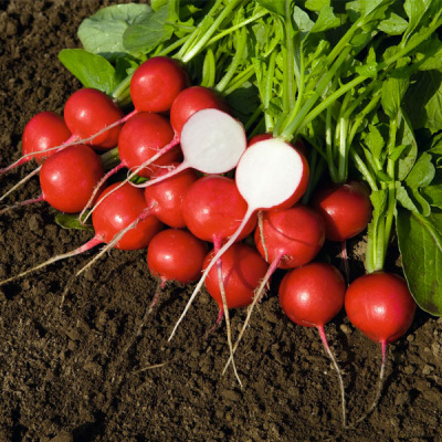 РОВЕР F1 редис Бейо (2.25-2.50)