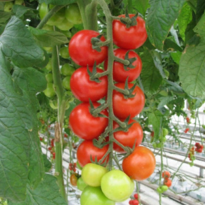 МОПС F1 томат Гавриш