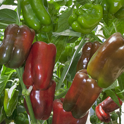 ГРЕТА F1 перец Гриномика