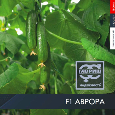 АВРОРА F1 огурец Гавриш