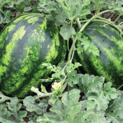 АКСЕНТ F1 арбуз Вильморин