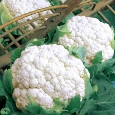 ФОРТАЛЕЗА F1 капуста цветная Семинис (2500 шт)