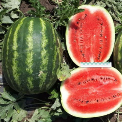 ОСМАН F1 арбуз Саката