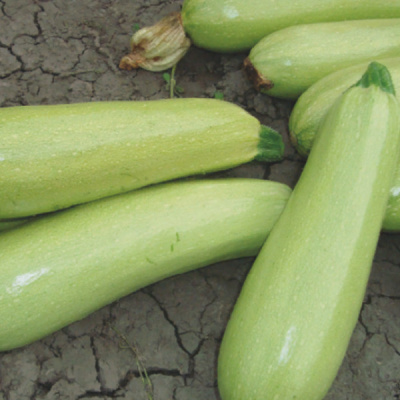 АРДЕНДО F1 кабачок Энза Заден