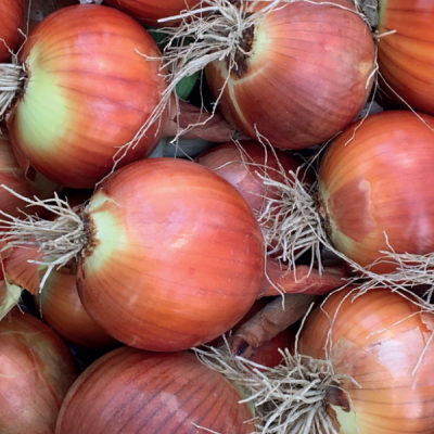 КАОБА F1 лук Энза Заден