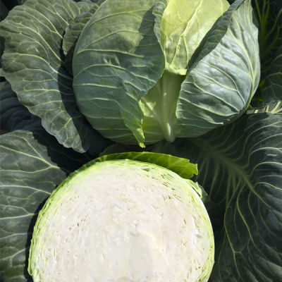 РЕПОРТ F1 капуста белокочанная Бейо