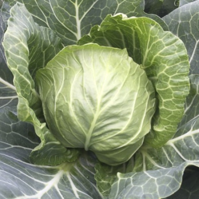 ЗАРИССИМА F1 капуста белокочанная Райк Цваан, GD, 2500 шт