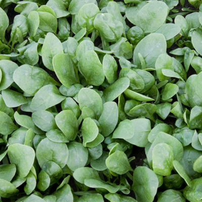 КОРВЕР F1 шпинат Энза Заден