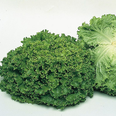 ФАНЛИ F1 салат Сингента