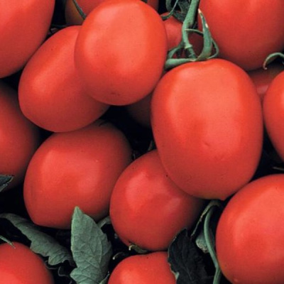 ФРИСКО F1 томат Вильморин