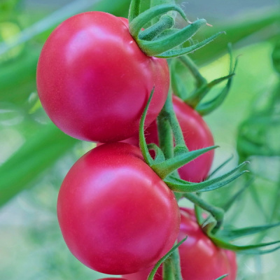 ПИНКЕРТОН F1 томат Гриномика