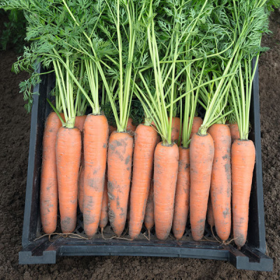 БЕРЛИН F1 морковь Бейо (1.8-2.0)