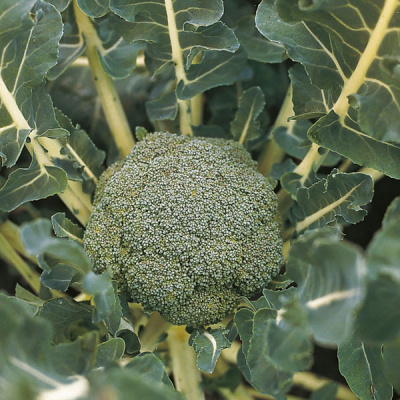 ЛАКИ F1 брокколи Бейо