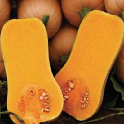 АРИЭЛЬ F1 тыква Саката