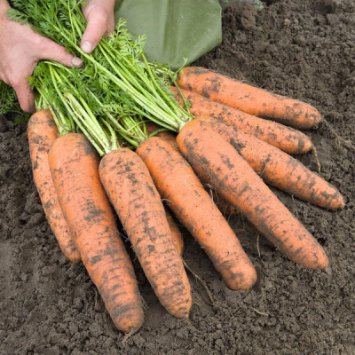 БАЗЕЛЬ F1 морковь Бейо (1.6-1.8)