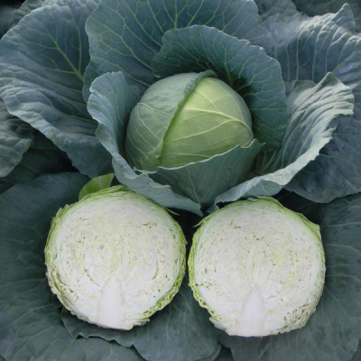 АРТОСТ F1 капуста белокочанная Бейо