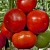 КОНКОРД F1 томат Гриномика