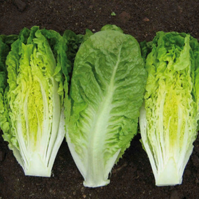 КСАНАДУ F1 салат романо Энза Заден