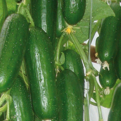 ПИКОЛИНО F1 огурец Энза Заден