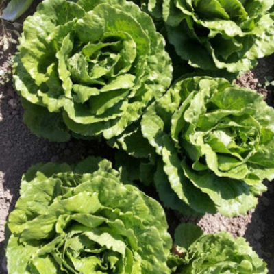 РАВИВ F1 салат айсберг Хазера (20 000 др)