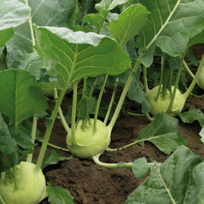 ОКТАВЕ F1 кольраби Энза Заден