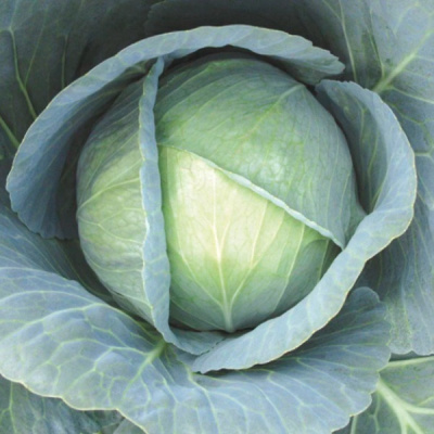 КИЛАГЕРБ F1 капуста белокочанная Сингента