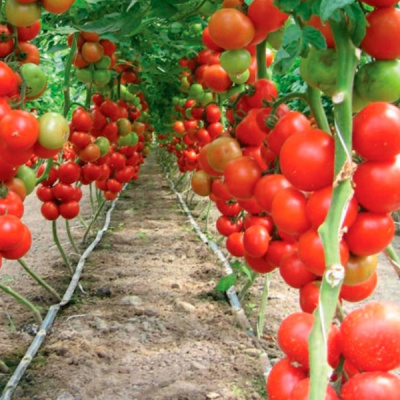 ЛИЛОС F1 томат Райк Цваан, NS, 100 шт