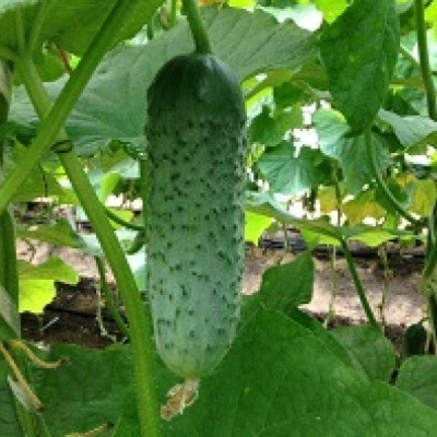 МАРЕСА F1 огурец Семинис