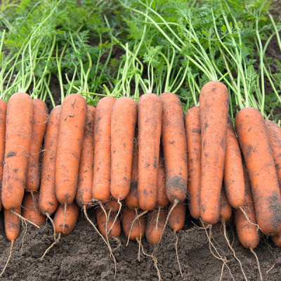 НАВАРА F1 морковь Бейо (2.0-2.2)