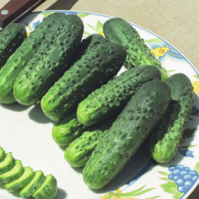 АЛЬЯНС F1 огурец Бейо