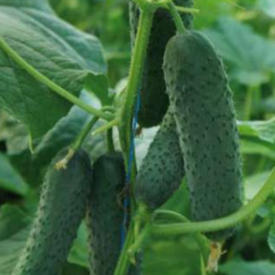 УРАН F1 огурец Саката (500 шт)