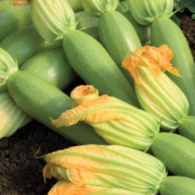 НЕВИРА F1 кабачок Вильморин