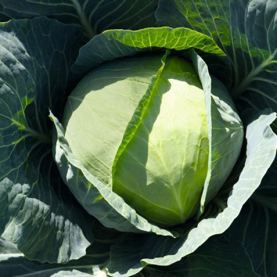 БРОНКО F1 капуста белокочанная Бейо