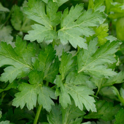 ФИДЕЛИО F1 петрушка Энза Заден