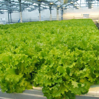 ГЕЙЗЕР F1 салат Гавриш