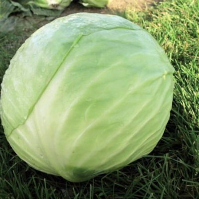 ДЕКУРИОН F1 капуста белокочанная Вильморин