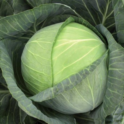 БРИГАДИР F1 капуста белокочанная Вильморин