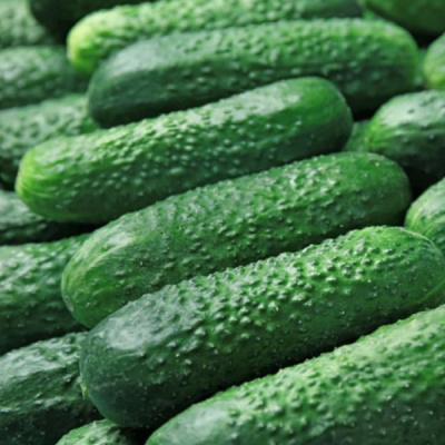 РУБИНШТЕЙН F1 огурец Райк Цваан, PR, 1000 шт