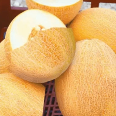 САММИТ F1 дыня Семинис