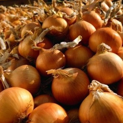 БАРИТО F1 лук Семинис