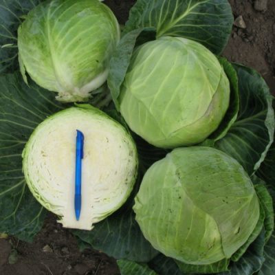 КАСТЕЛЛО F1 капуста белокочанная Хазера