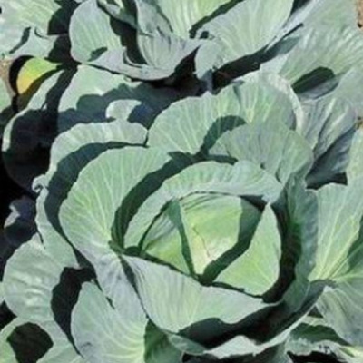 АММОН F1 капуста белокочанная Семинис