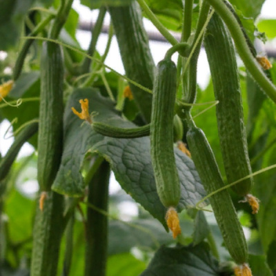 ХАЙП F1 огурец Гриномика