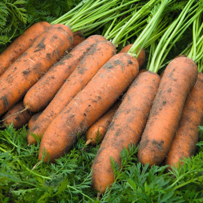 НЬЮКАСЛ F1 морковь Бейо (2.0-2.2)